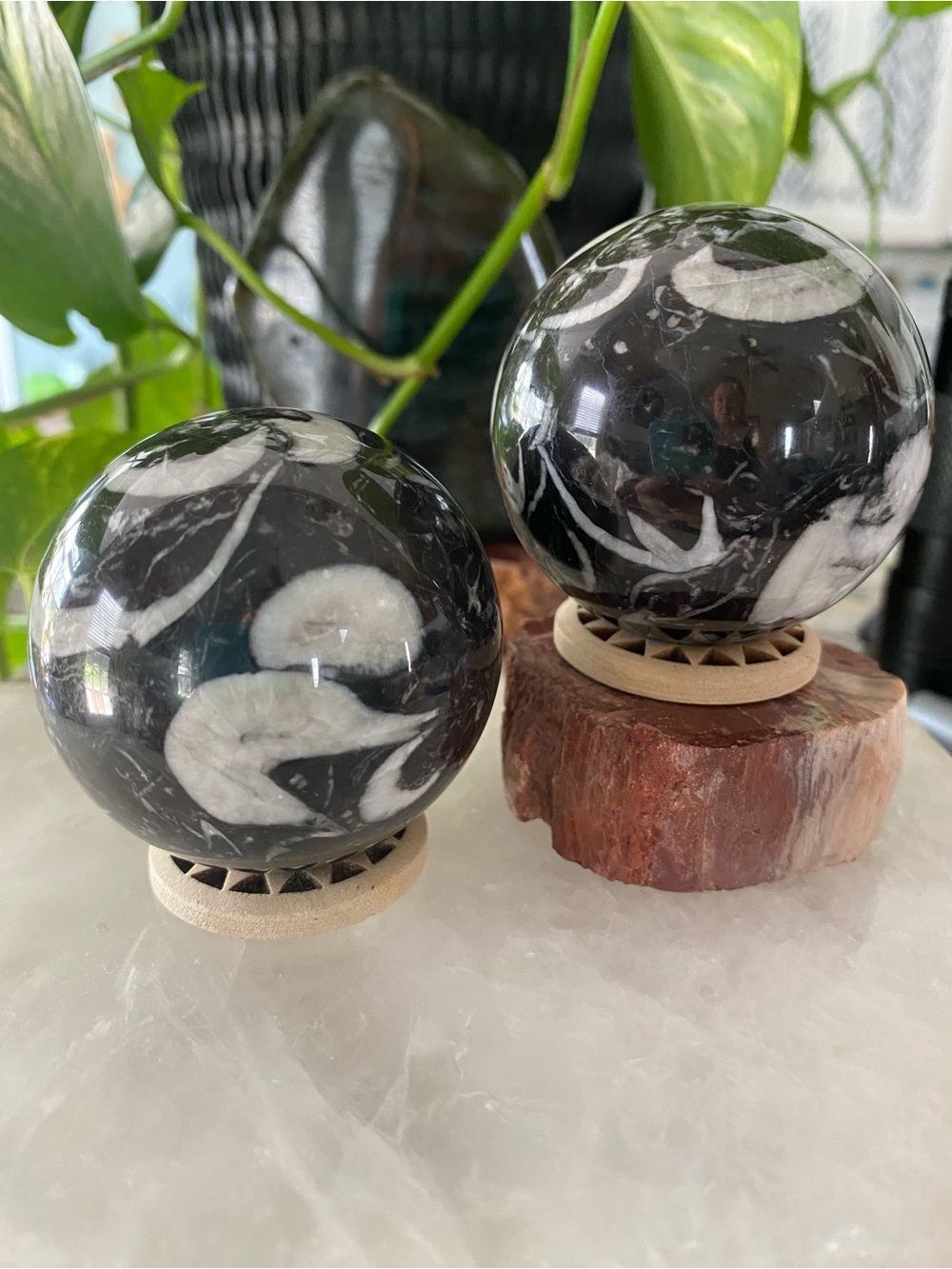 🖤 FOSSIL SPHERES — TWO AVAILABLE! 🖤